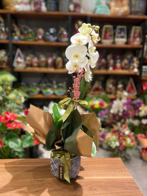 Şans orkidesi